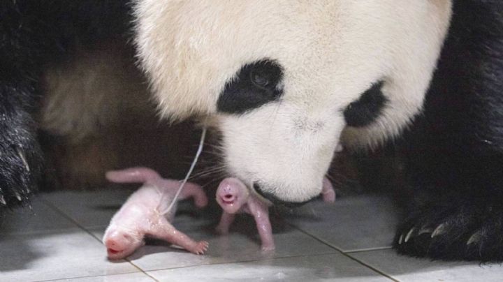 Corea del Sur registra primer nacimiento de pandas gemelos