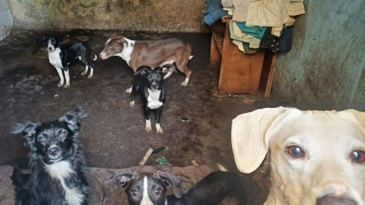 Rescatan a 18 perros víctimas de maltrato y crueldad animal en la CDMX