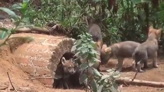 Nace una camada de siete lobos grises mexicanos en Tenancingo, Edomex