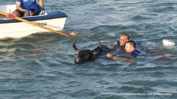 Un toro muere ahogado durante un festejo popular en España (Videos)