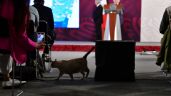 AMLO recibe felicitación de PETA por gatos de Palacio Nacional