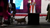Zeus, uno de los gatos de Palacio Nacional, se cuela en la conferencia de AMLO (Video)