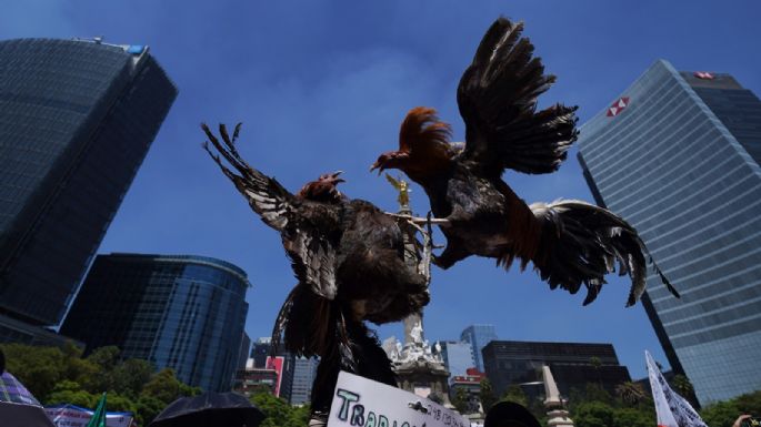 Marchan en CDMX para defender corridas de toros, peleas de gallos y charrería