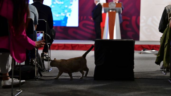 Gatos federales: Presidencia declara “activos fijos vivos” a los felinos de Palacio Nacional
