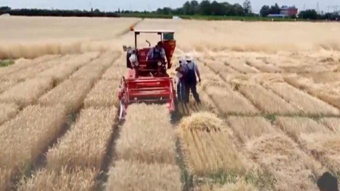 México, sin una política sostenible en seguridad alimentaria: FAO