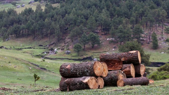 Inconformes denuncian tala de 200 árboles para construir andenes del ferrocarril en Salina Cruz