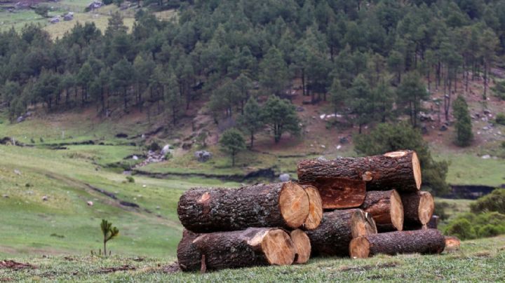 Inconformes denuncian tala de 200 árboles para construir andenes del ferrocarril en Salina Cruz