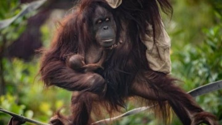 Nace un bebé orangután en zoológico de Reino Unido que podría desencadenar una nueva generación