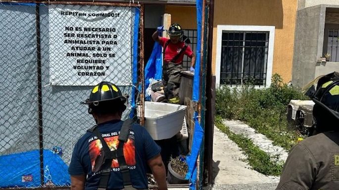 Cancún: encuentran perros muertos en inmueble que se ostentaba como refugio