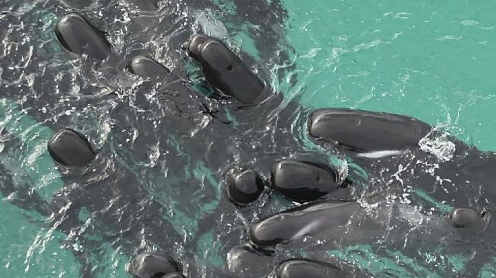 Cerca de 100 ballenas piloto quedan varadas en playa de Australia; alrededor de la mitad han muerto