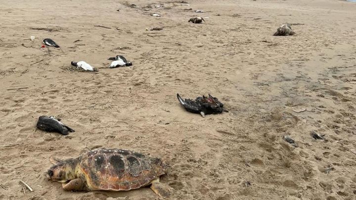 Aparecen cinco mil animales muertos en playas de Uruguay; esto es lo que se sabe