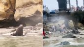 Leones marinos persiguen a turistas en una playa de San Diego (video)