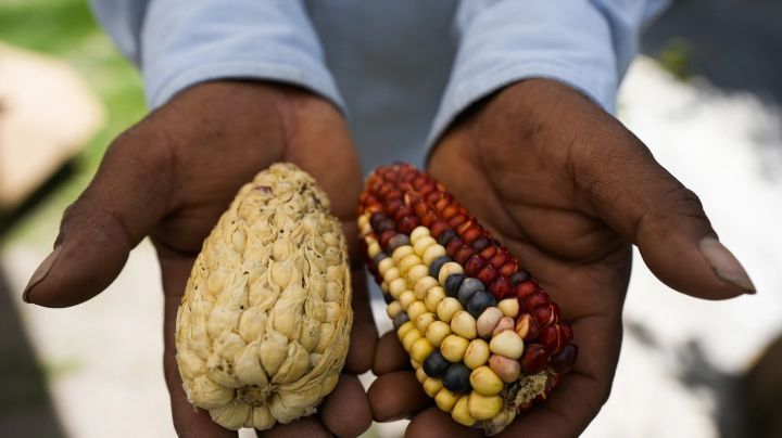 El apetito de los chefs por los maíces de colores da esperanza a los agricultores mexicanos