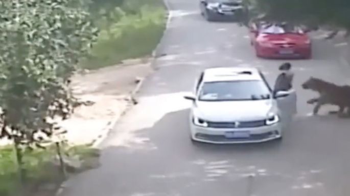 Tigre ataca a una mujer que bajó de un auto durante un safari (Video)