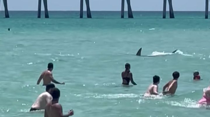 Tiburón aterroriza a vacacionistas en una playa de Florida (Video)