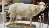Se cumplen 27 años de la oveja Dolly, primer animal clonado