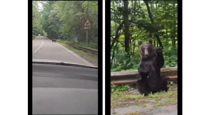 Causa sensación oso que “agradece” a automovilista por cederle el paso (Video)