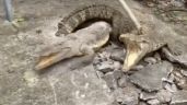 Vecinos escuchan ruidos, rompen el pavimento... y encuentran tres cocodrilos (Video)