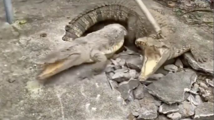 Vecinos escuchan ruidos, rompen el pavimento... y encuentran tres cocodrilos (Video)