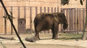 La Suprema Corte atrae el caso de "Ely", la elefanta del zoológico de Aragón