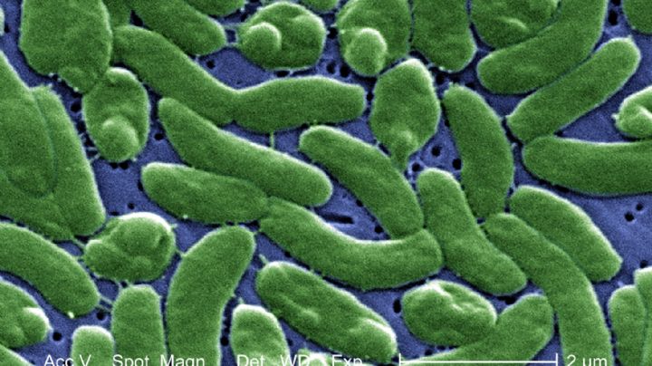 Bacteria hallada en moluscos crudos es vinculada a muerte de una persona en NY