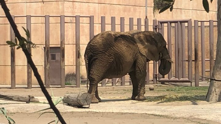 La Suprema Corte atrae el caso de "Ely", la elefanta del zoológico de Aragón