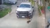 Elementos de la Guardia Nacional atropellan a dos perros en Acapulco; uno está grave (Video)