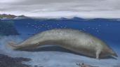 El animal más pesado que haya existido podría ser esta ballena fósil hallada en Perú