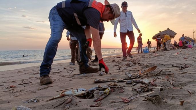 La muerte de cientos de peces por alga nociva enciende las alertas en Sinaloa