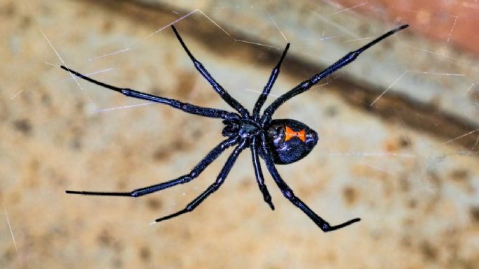 Niño de 8 años se deja picar por una viuda negra porque quería ser Spiderman