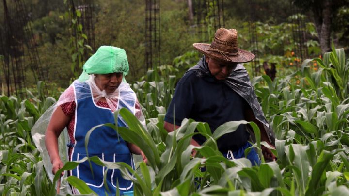 Envejecimiento de campesinos pone en riesgo la autosuficiencia alimentaria de México