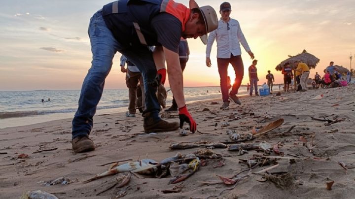 La muerte de cientos de peces por alga nociva enciende las alertas en Sinaloa