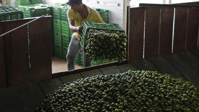 Amenazas y extorsiones regresan contra productores de limón en México