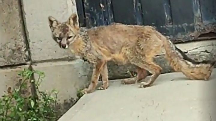 Capturan a un zorro que deambulaba en la estación Rosario del Metro