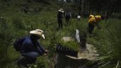 La tala acecha los bosques de la CDMX pese a intentos por reforestarlos
