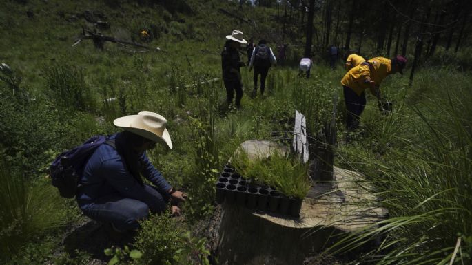 La tala acecha los bosques de la CDMX pese a intentos por reforestarlos