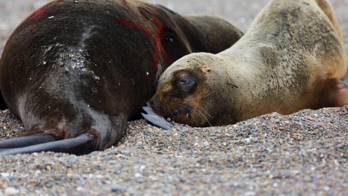 Argentina en alerta por brote de gripe aviar en lobos marinos