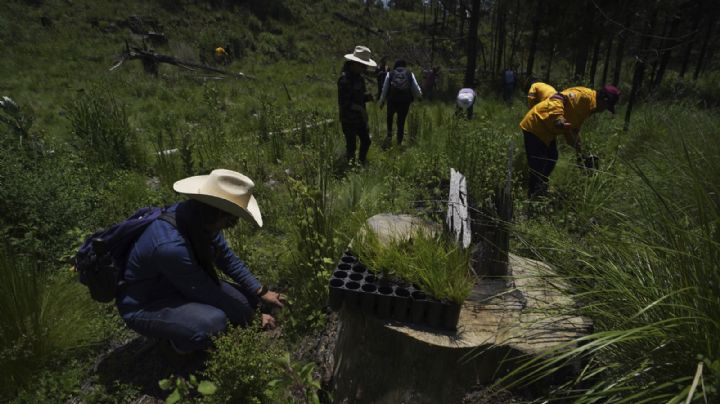 La tala acecha los bosques de la CDMX pese a intentos por reforestarlos