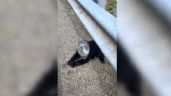 Oso con la cabeza atrapada dentro de una botella de plástico es rescatado por una mujer (video)