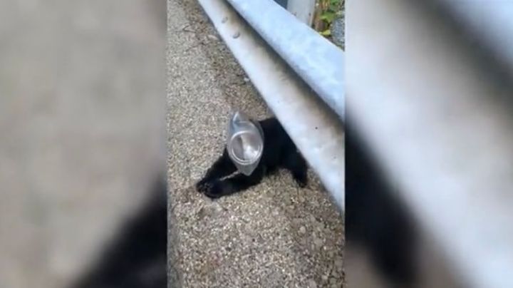 Oso con la cabeza atrapada dentro de una botella de plástico es rescatado por una mujer (video)