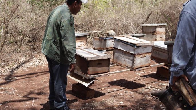 Apicultores mayas de Campeche denuncian incumplimiento de suspensiones de amparos