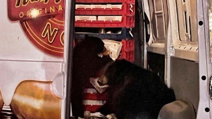 Dos osos saquean camioneta de donas que se detuvo frente a una tienda