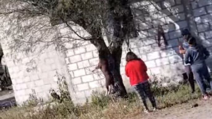 Perra “Chocolata” fue ahorcada en un árbol en Puebla; interponen denuncia ante la FGE (Video)