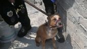 Tenían hacinados y abandonados a 12 perros en dos casas de Iztapalapa; ya fueron rescatados