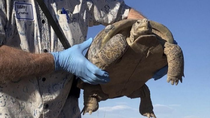Biólogos ayudan a preservar la tortuga del Bolsón, la más grande y rara de América del Norte