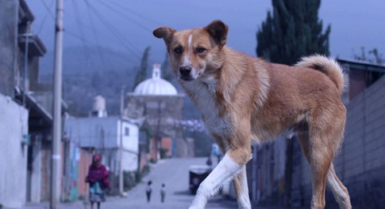 Tribunal federal ordena reconocer como víctima indirecta a quienes denuncien maltrato animal