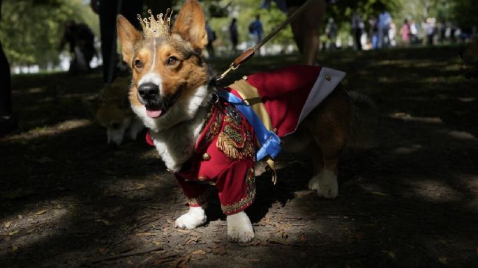 Realizan desfile de corgis en recuerdo de la reina Isabel II