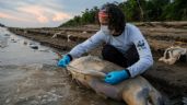 Hallan muertos 110 delfines de río en la Amazonía posiblemente por la ola de calor