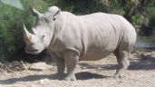 Más de 2 mil rinocerontes blancos en cautiverio serán liberados en África