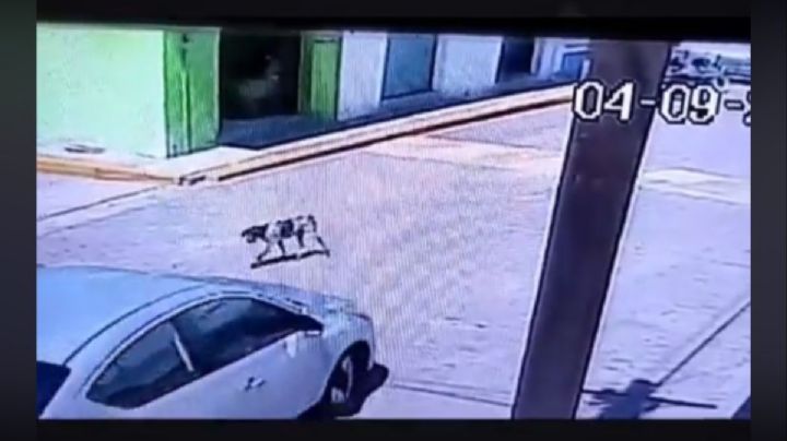 Primo de alcalde poblano es exhibido cuando atropella a propósito a un perro (Video)